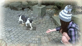 猫好きあるある