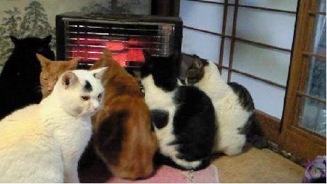 猫好きあるある