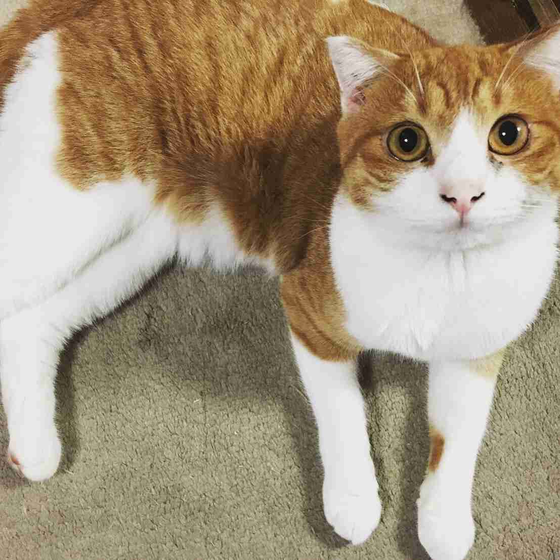 猫好きあるある