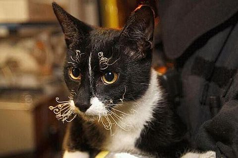 猫好きあるある