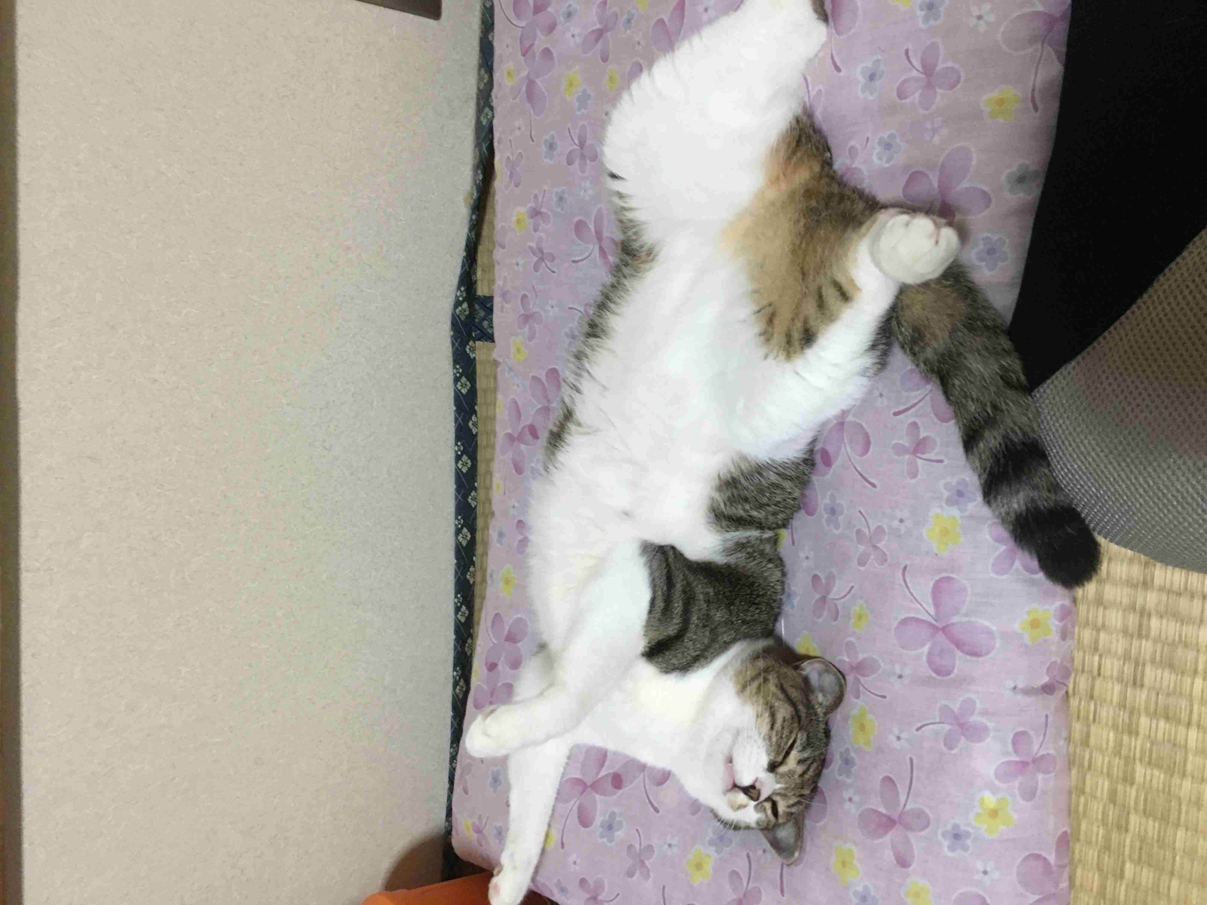 猫好きあるある