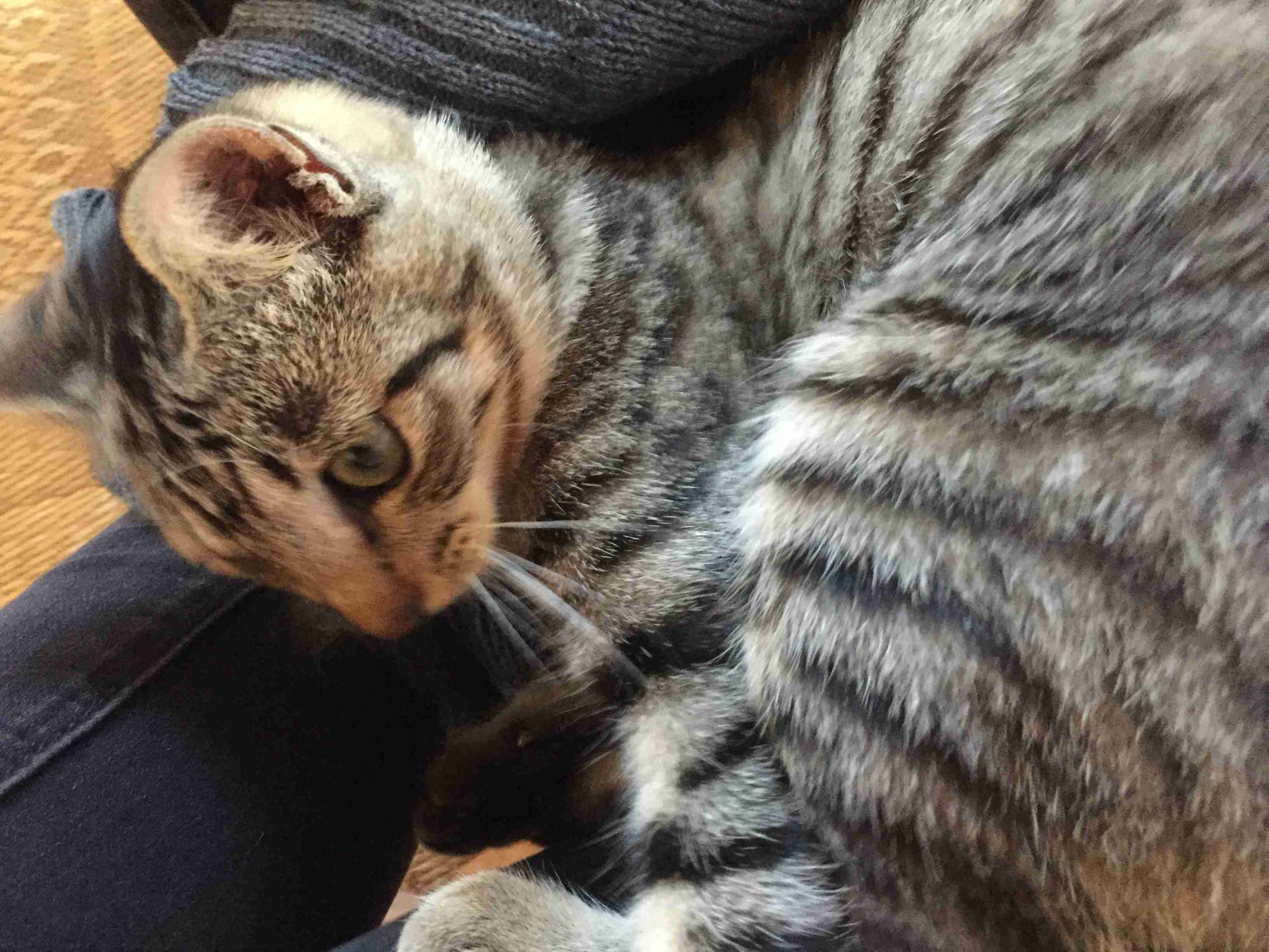 猫好きあるある