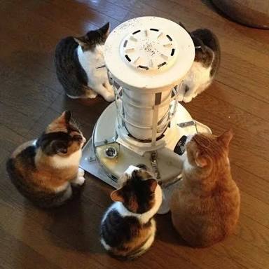 猫好きあるある