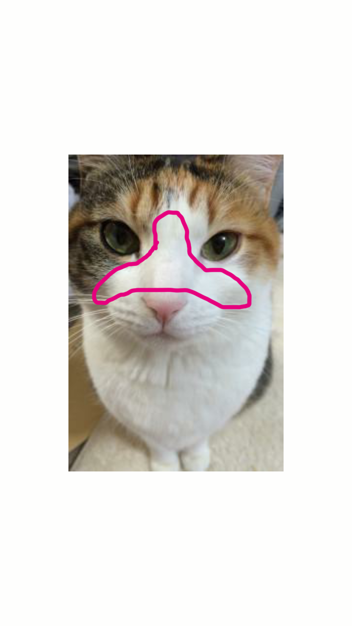 猫好きあるある