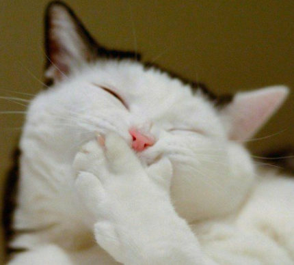 猫好きあるある