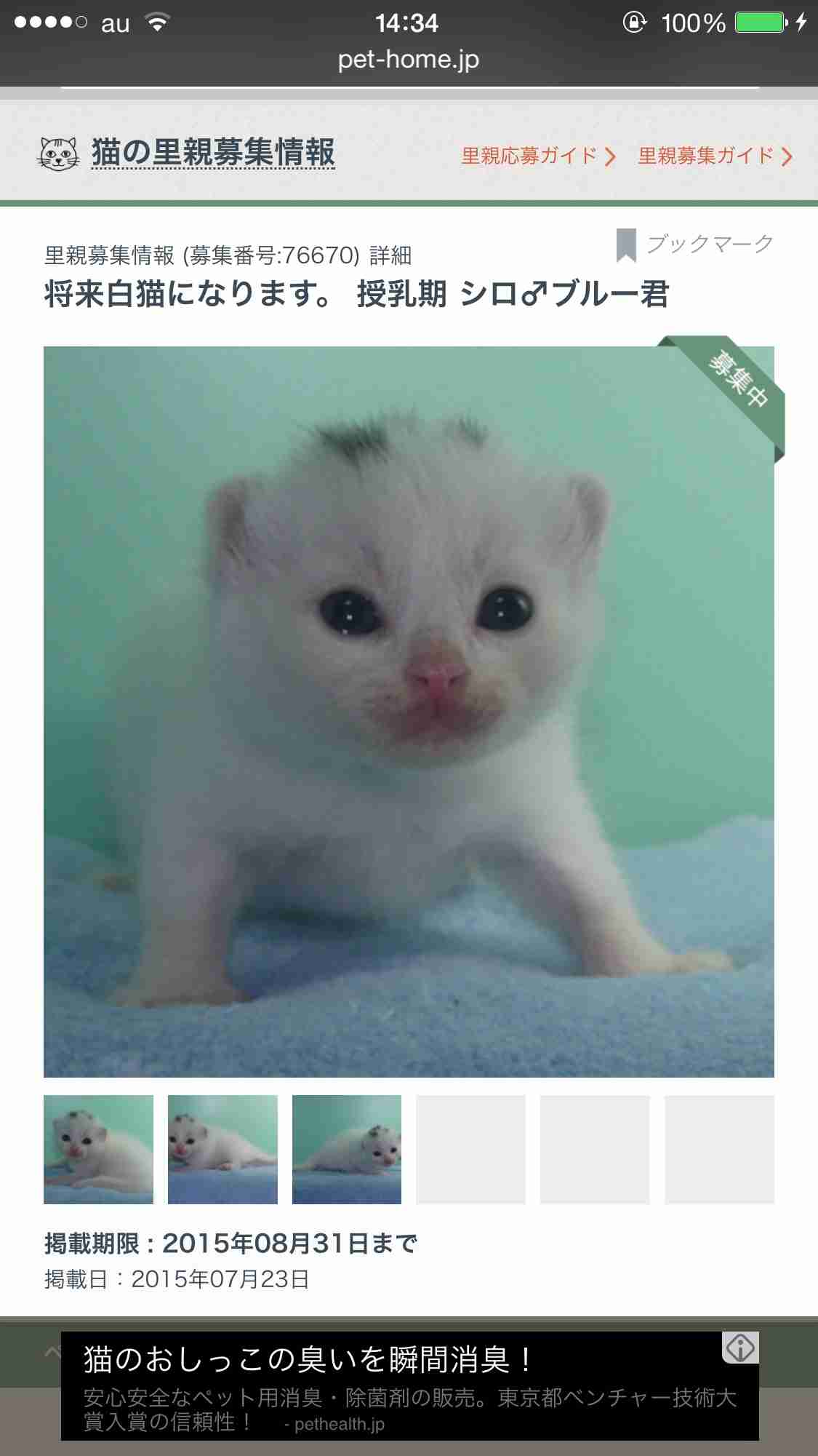 猫好きあるある