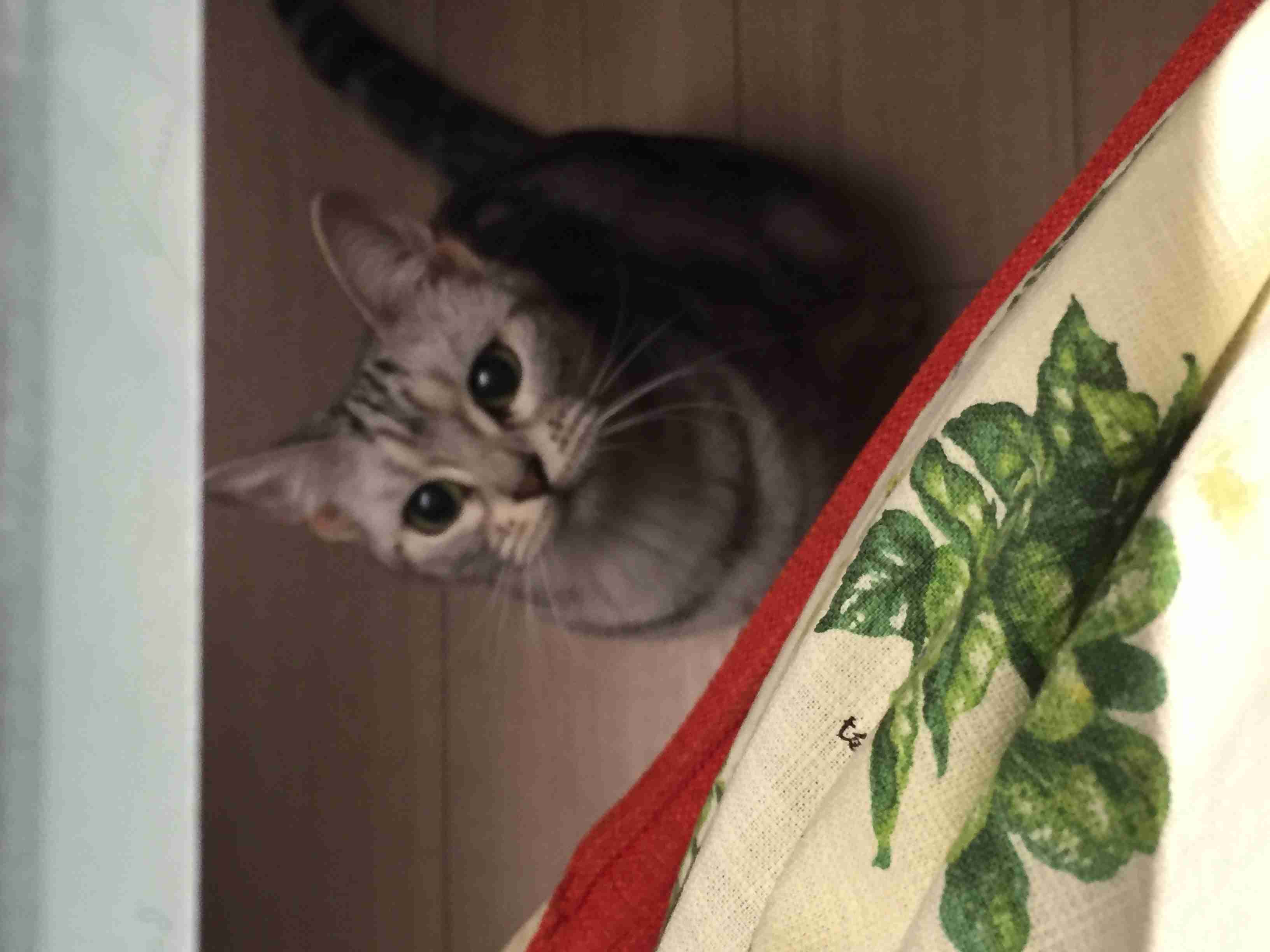 猫好きあるある