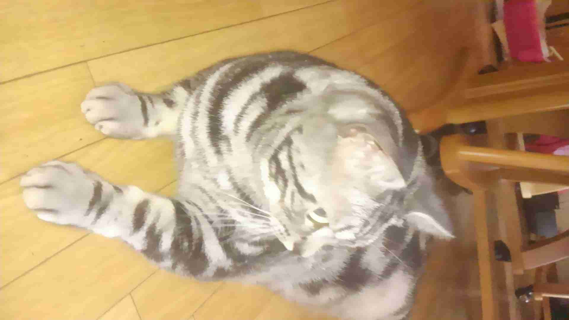 猫好きあるある