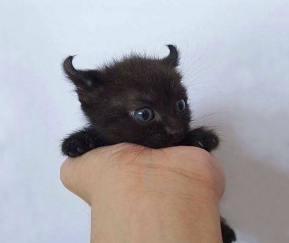 ハロウィンを感じる画像