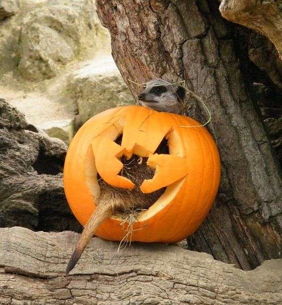 ハロウィンを感じる画像