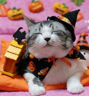 ハロウィンを感じる画像