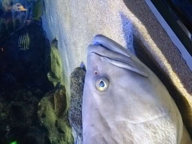 美味しそうな画像が集まるトピ