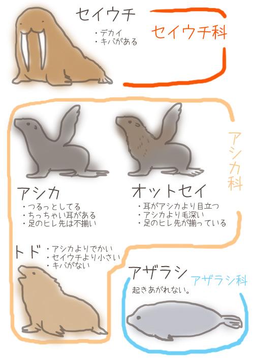 アザラシを集めませんか ガールズちゃんねる Girls Channel