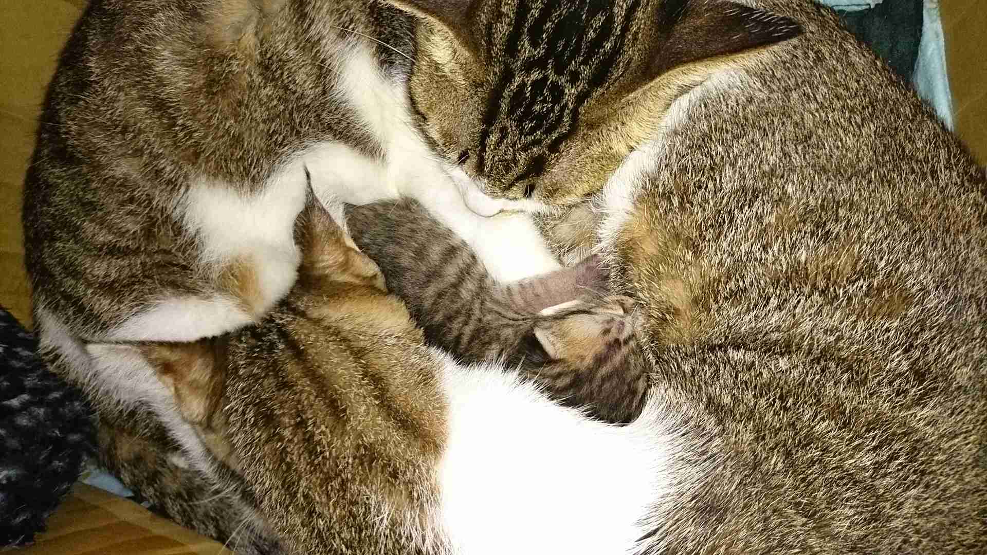 あなたのペットの年齢は?