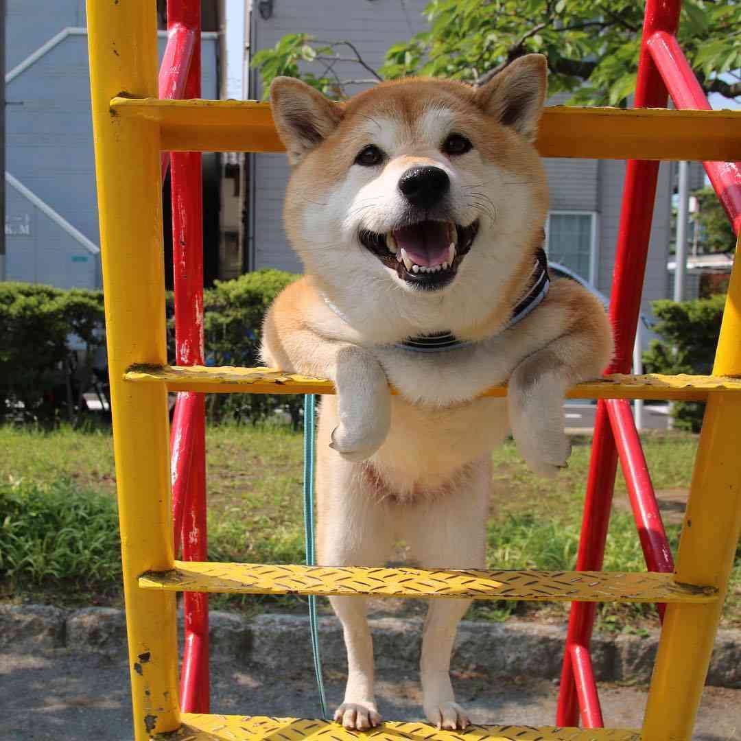 あなたのペットの年齢は?