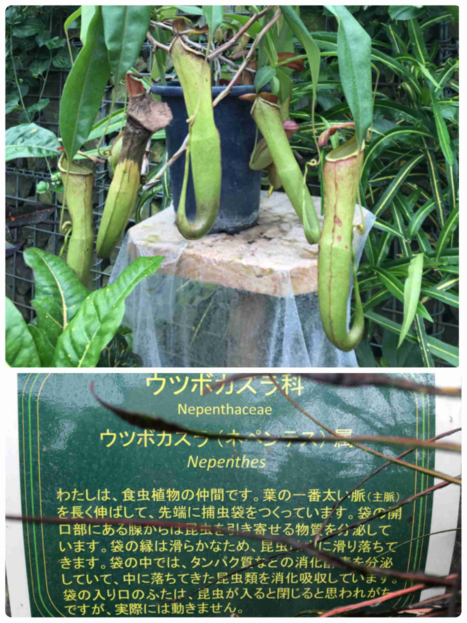 『ポケモンGO』をプレイしてる方専用トピpart3