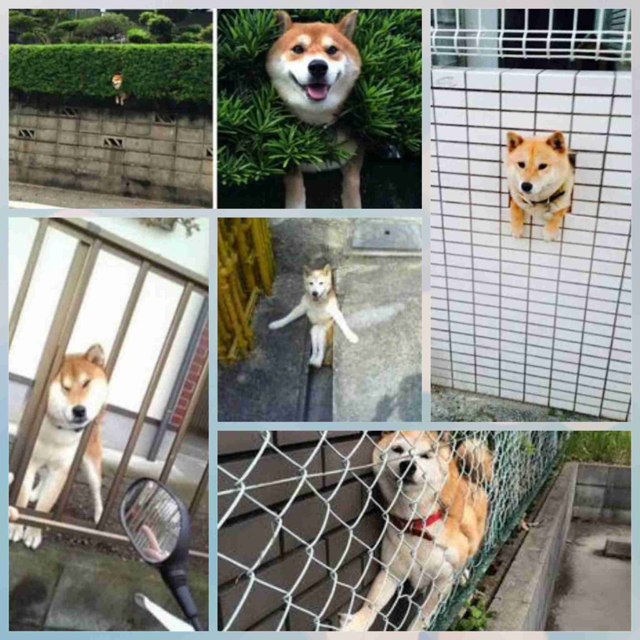 飼ってみたい犬種は？