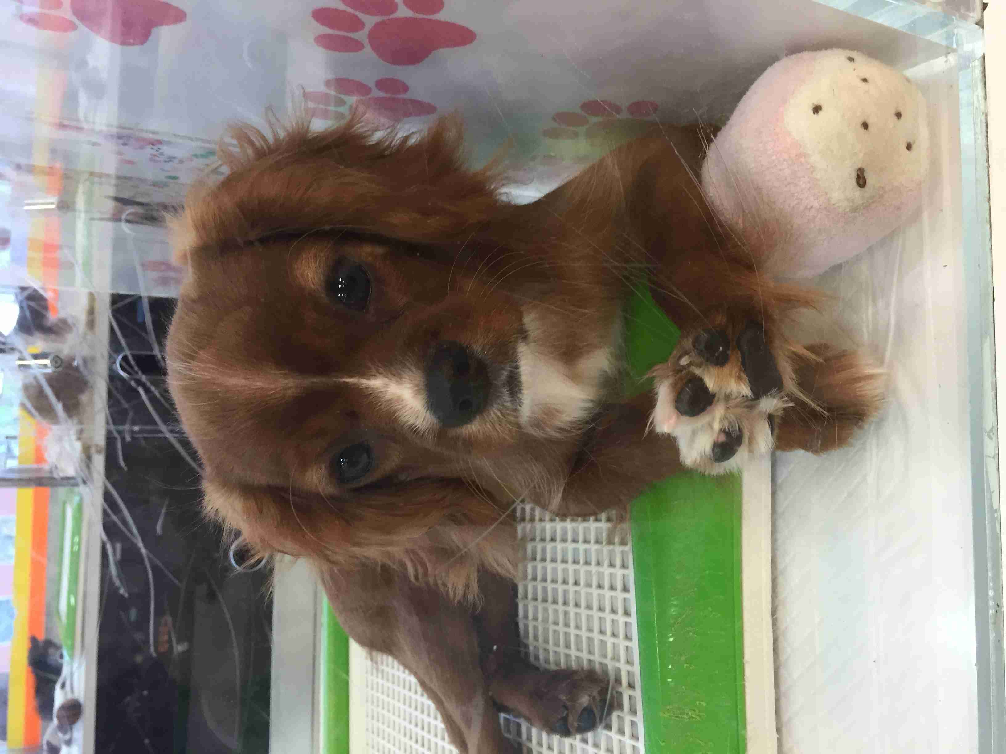 飼ってみたい犬種は？