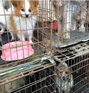 飼ってみたい犬種は？