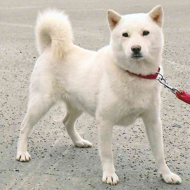 飼ってみたい犬種は？