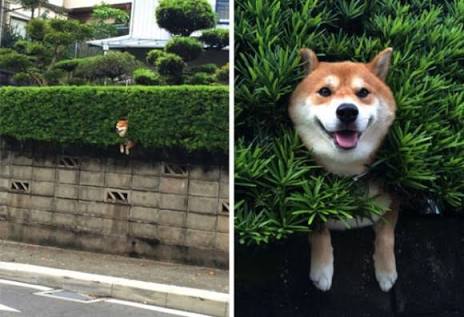 飼ってみたい犬種は？