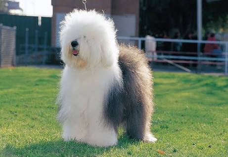 飼ってみたい犬種は？