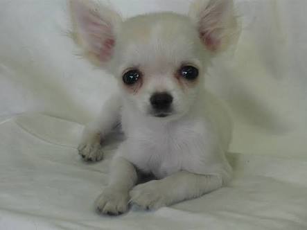 飼ってみたい犬種は？