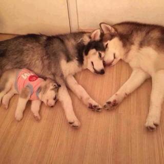 飼ってみたい犬種は？
