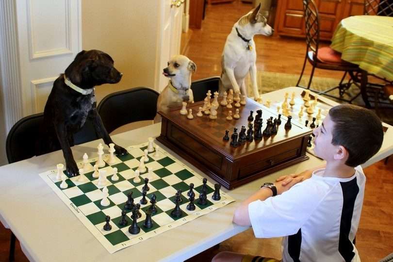 飼ってみたい犬種は？