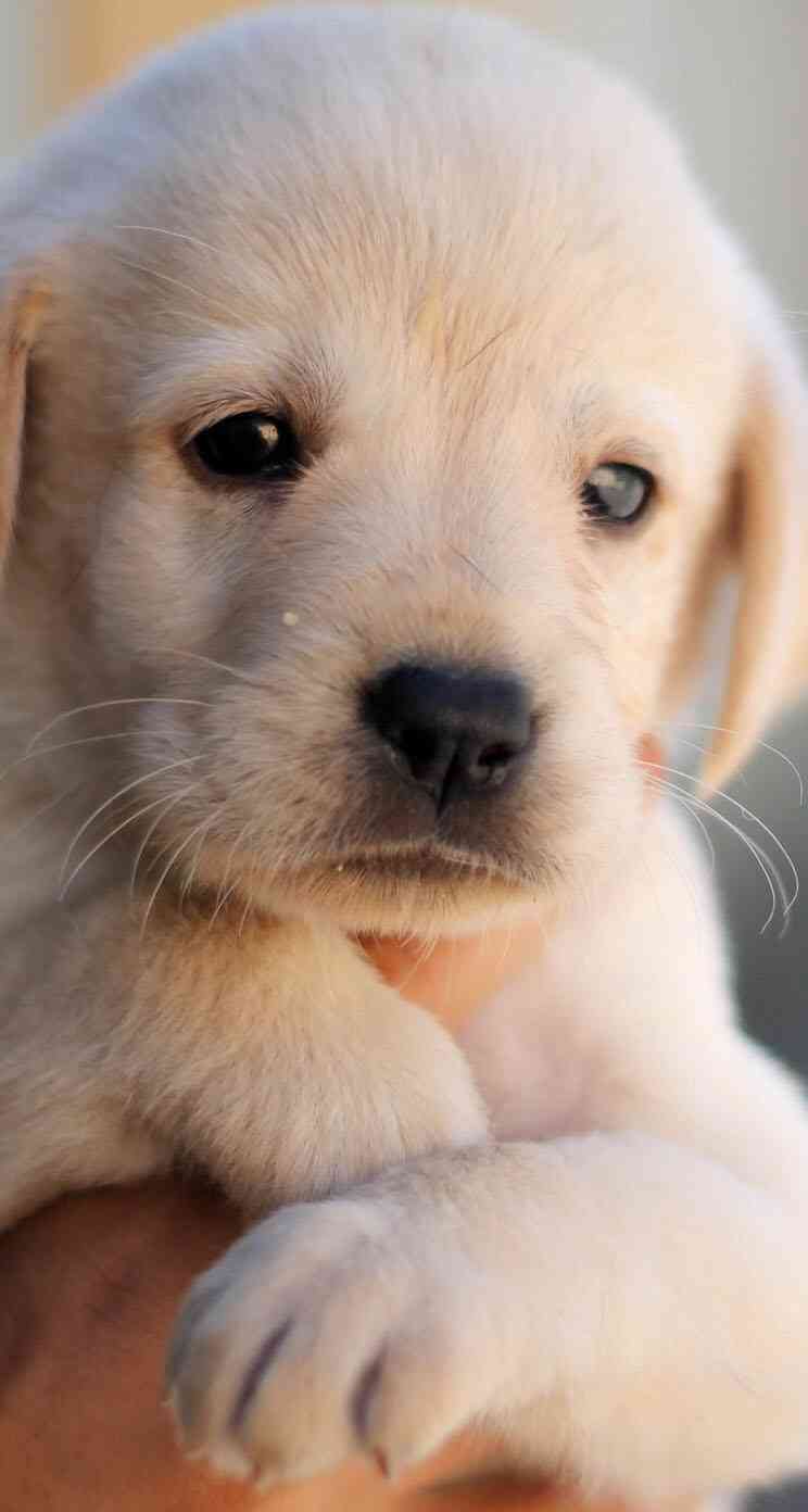 飼ってみたい犬種は？