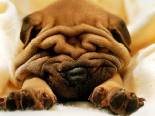飼ってみたい犬種は？