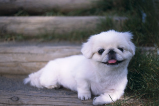 飼ってみたい犬種は？