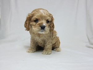 飼ってみたい犬種は？