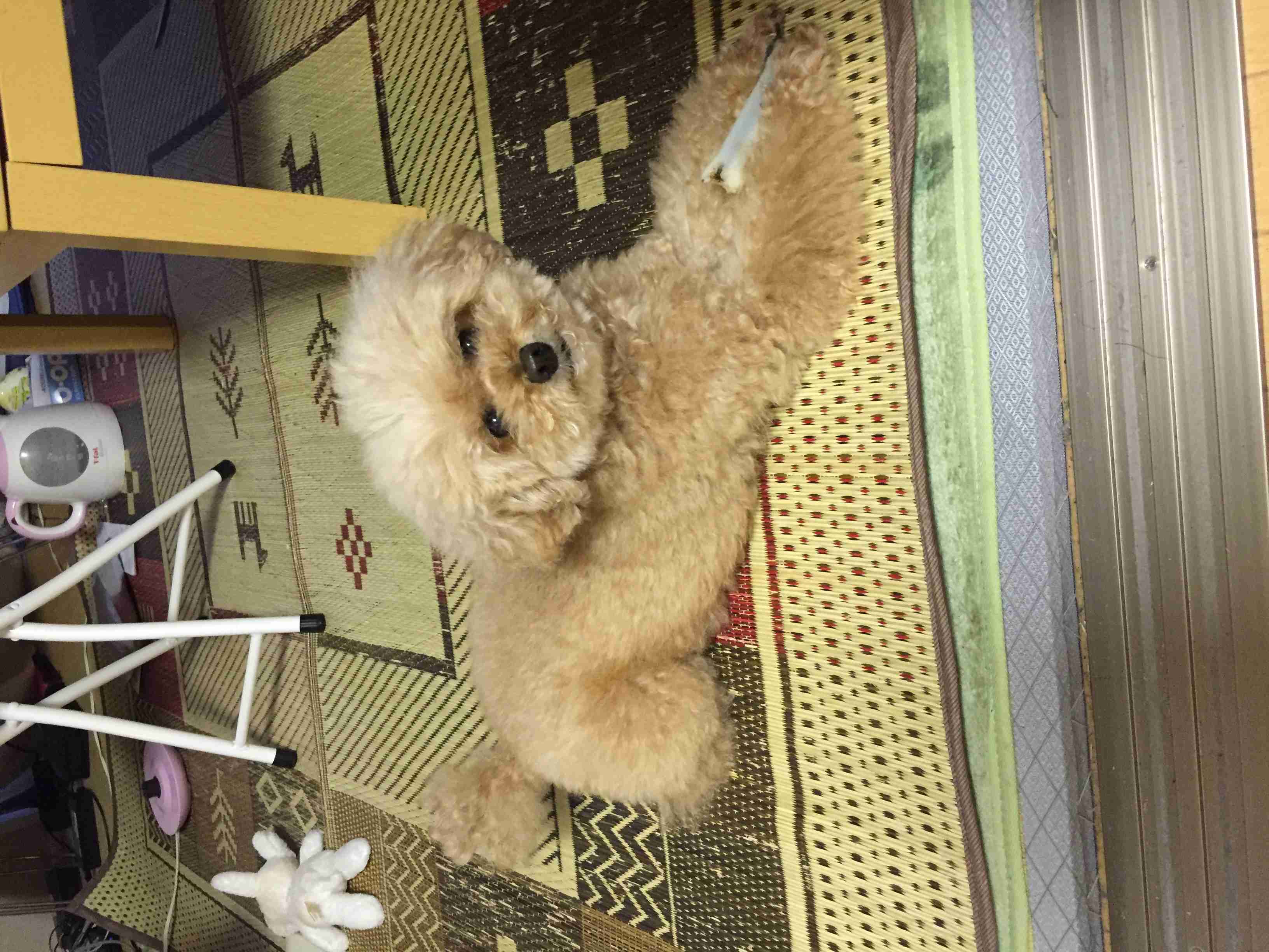 飼ってみたい犬種は？