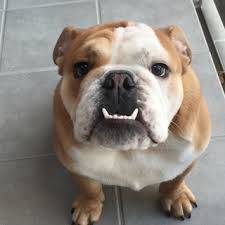 飼ってみたい犬種は？