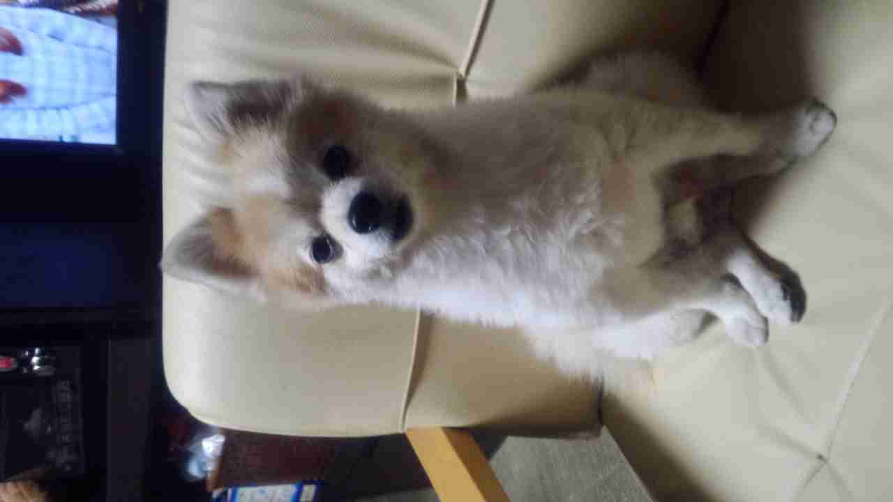 飼ってみたい犬種は？