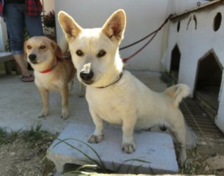 飼ってみたい犬種は？