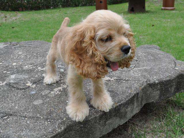 飼ってみたい犬種は？
