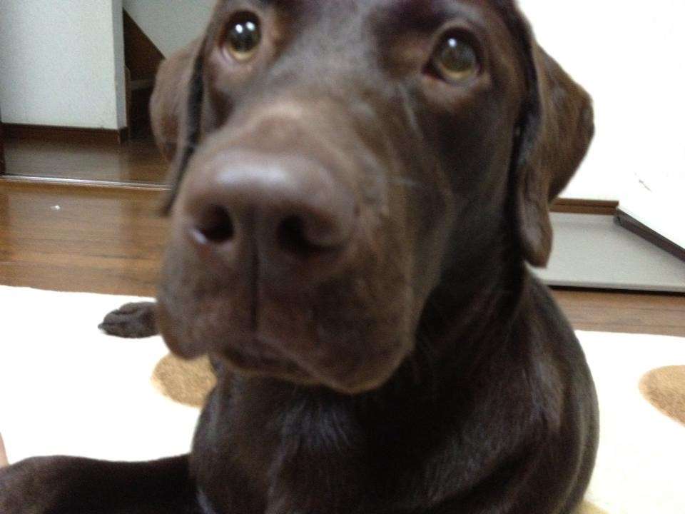 飼ってみたい犬種は？
