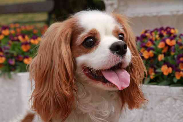 飼ってみたい犬種は？