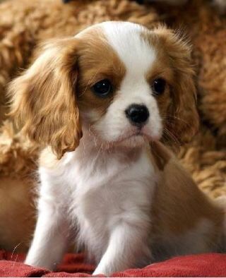 飼ってみたい犬種は？