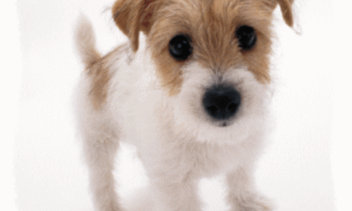 飼ってみたい犬種は？