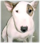 飼ってみたい犬種は？
