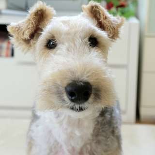 飼ってみたい犬種は？
