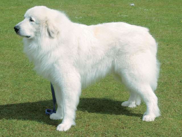 飼ってみたい犬種は？