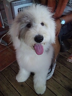 飼ってみたい犬種は？