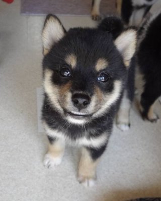 飼ってみたい犬種は？