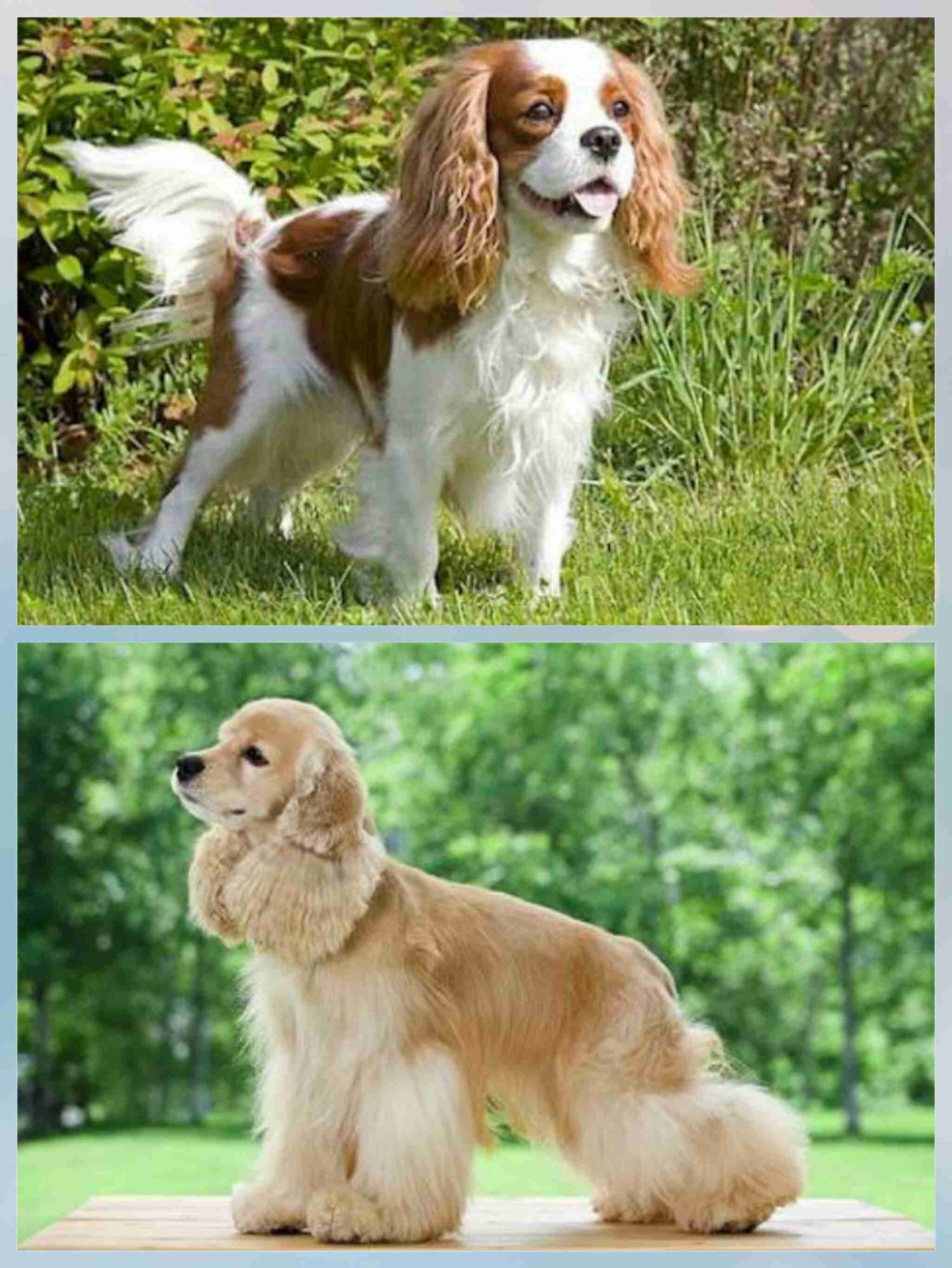 飼ってみたい犬種は？