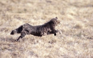 知られざるネコのトリビア「本気を出すと時速50キロで走れる」