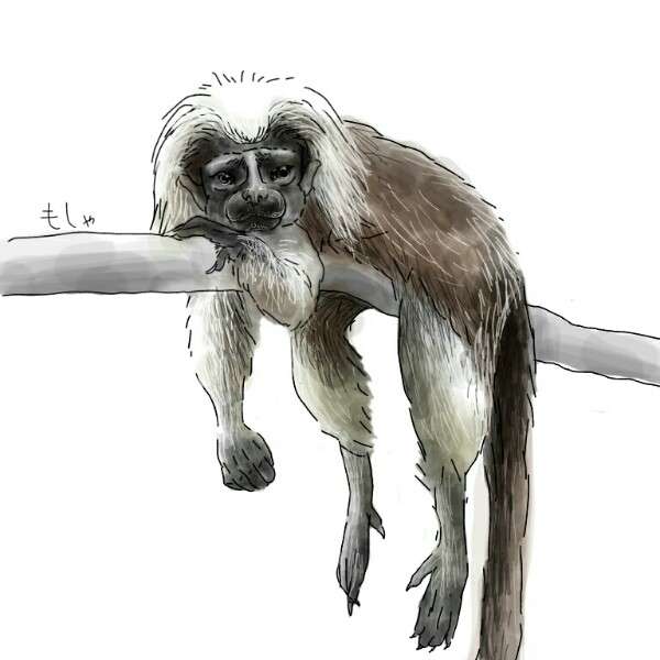 生き物を描こう！